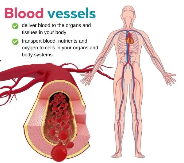 Vasculife™ Vascular Care ION-Bangle